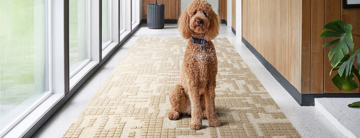 Sunday Morning - Cobalt